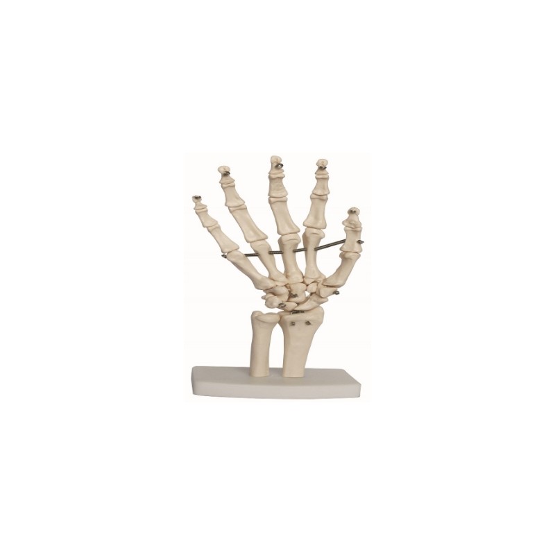 Articulacion de Mano de Tamaño Natural