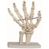 Articulacion de Mano de Tamaño Natural