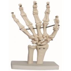 Articulacion de Mano de Tamaño Natural
