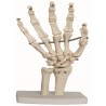 Articulacion de Mano de Tamaño Natural