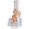 Articulacion de Pie con Ligamentos Tamaño Real