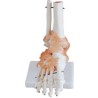Articulacion de Pie con Ligamentos Tamaño Real