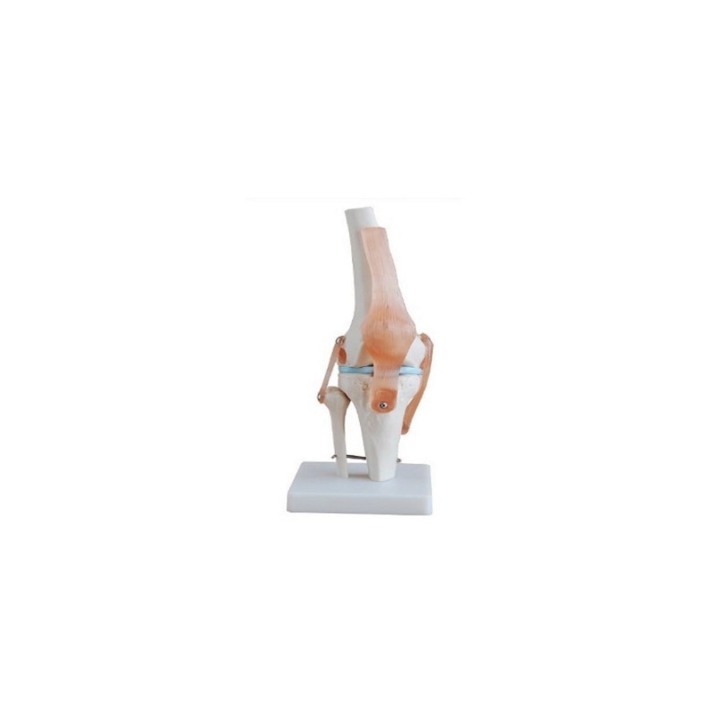 Articulacion de Rodilla con Ligamentos Tamaño Real