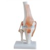 Articulacion de Rodilla con Ligamentos Tamaño Real
