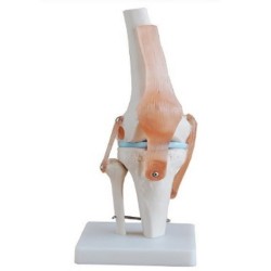 Articulacion de Rodilla con Ligamentos Tamaño Real