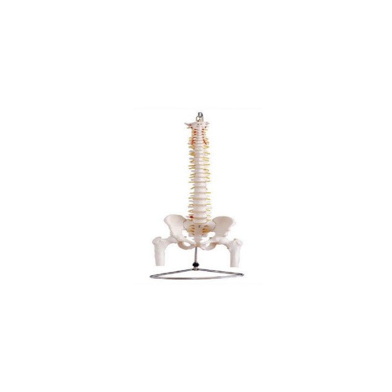 Columna Vertebral con Pelvis y Femur, Tamaño Real