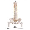 Columna Vertebral con Pelvis y Femur, Tamaño Real