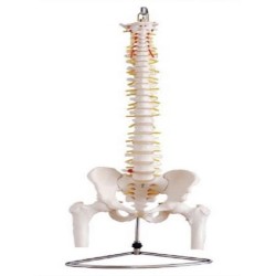 Columna Vertebral con Pelvis y Femur, Tamaño Real