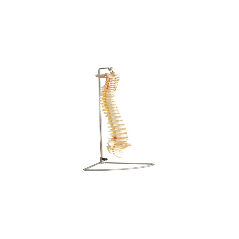 Columna Vertebral de Tamaño Natural