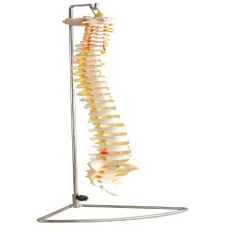Columna Vertebral de Tamaño Natural