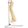 Columna Vertebral de Tamaño Natural