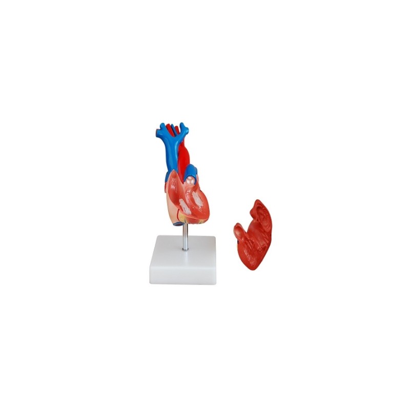 Corazon de Tamaño Natural en 2 Partes