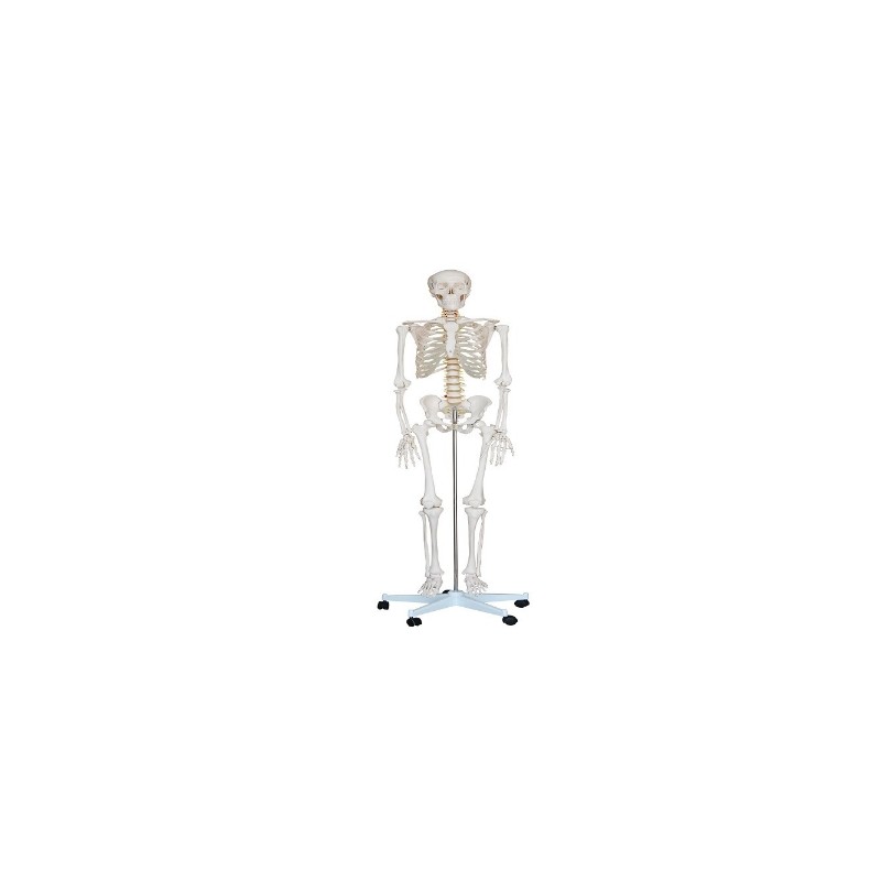 Esqueleto de Tamaño Natural de 180 cm