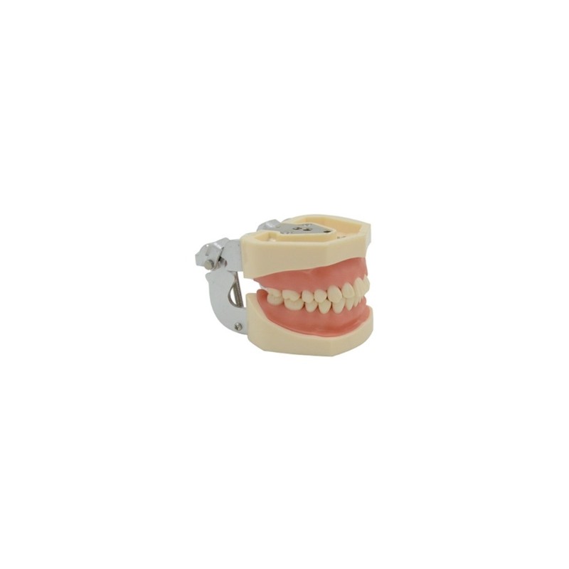 Modelo Anatomico Dental Tipo Donto