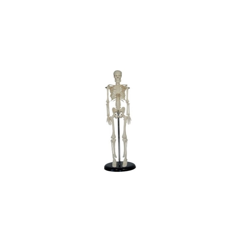 Modelo Anatomico Esqueleto Miniatura de 45 cm