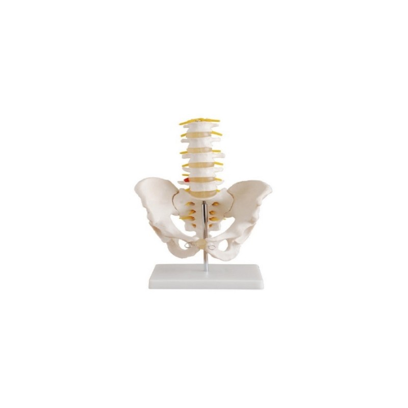 Pelvis con 5 Vertebras Lumbares Tamaño Real