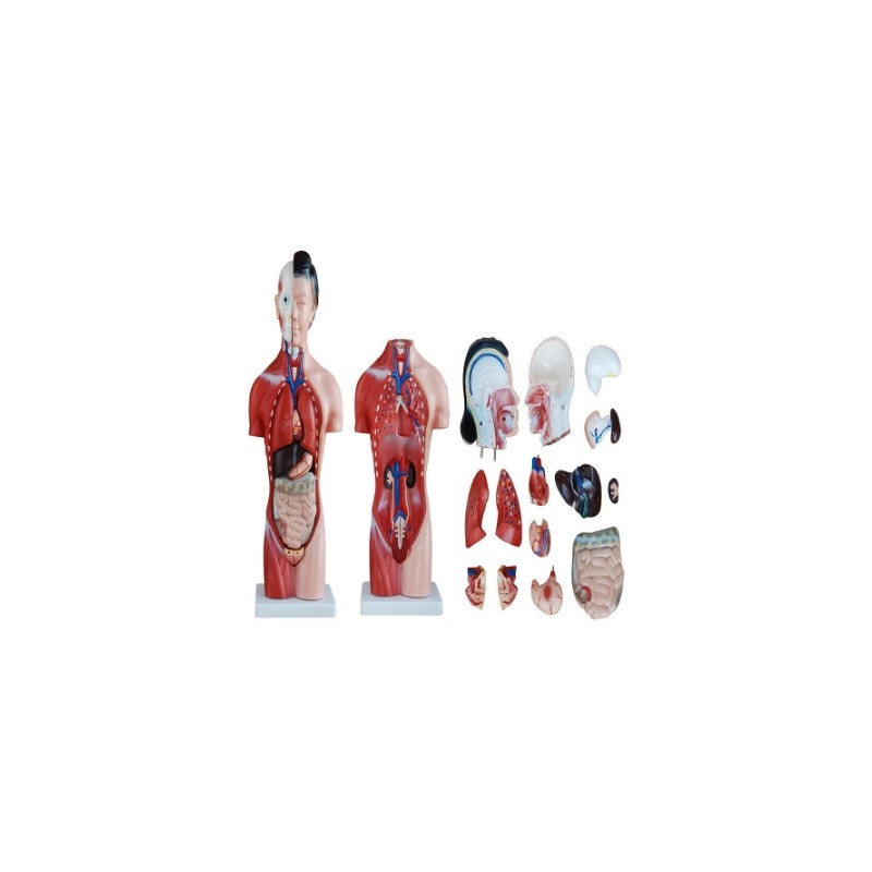 Torso Femenino de 42 cm en 13 Partes