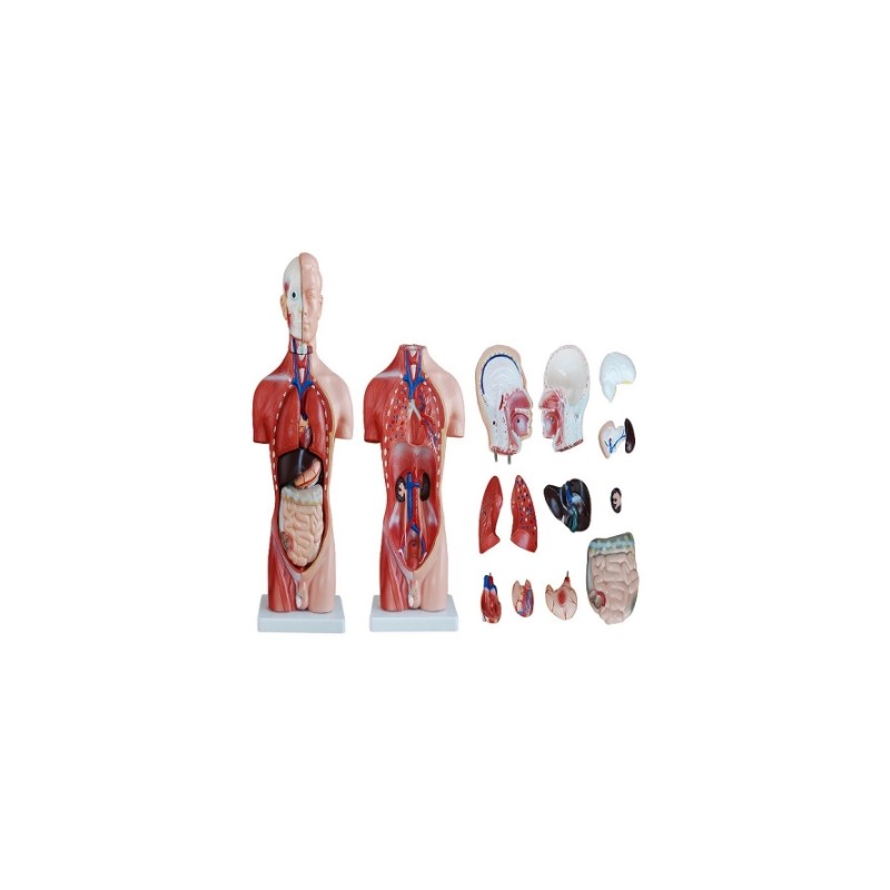 Torso Masculino de 42 cm en 13 Partes