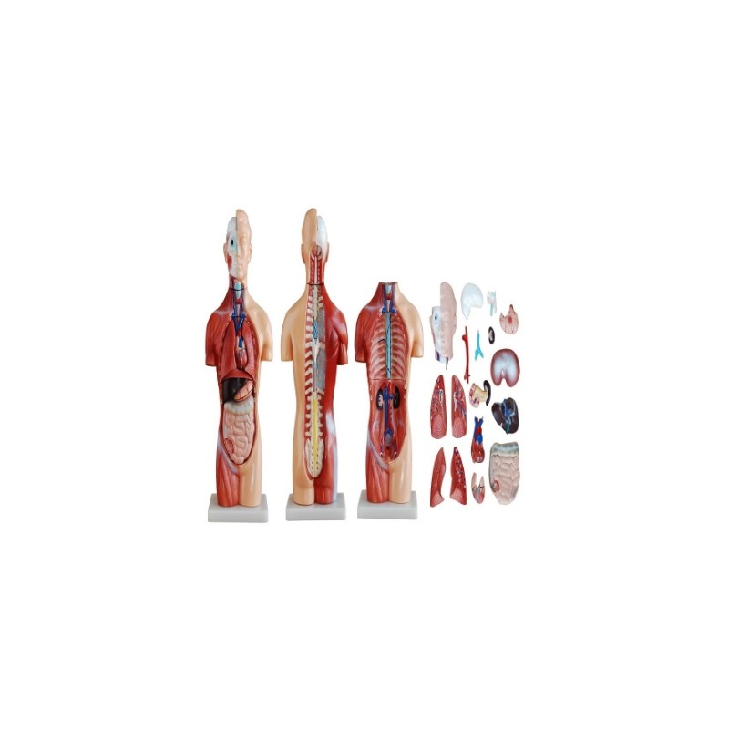 Torso Neutral Unisex de 42 cm en 18 Partes